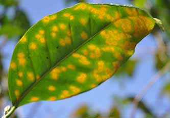 coffee leaf rust