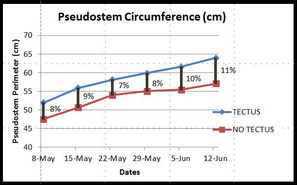 pseudostem tectus in vivo